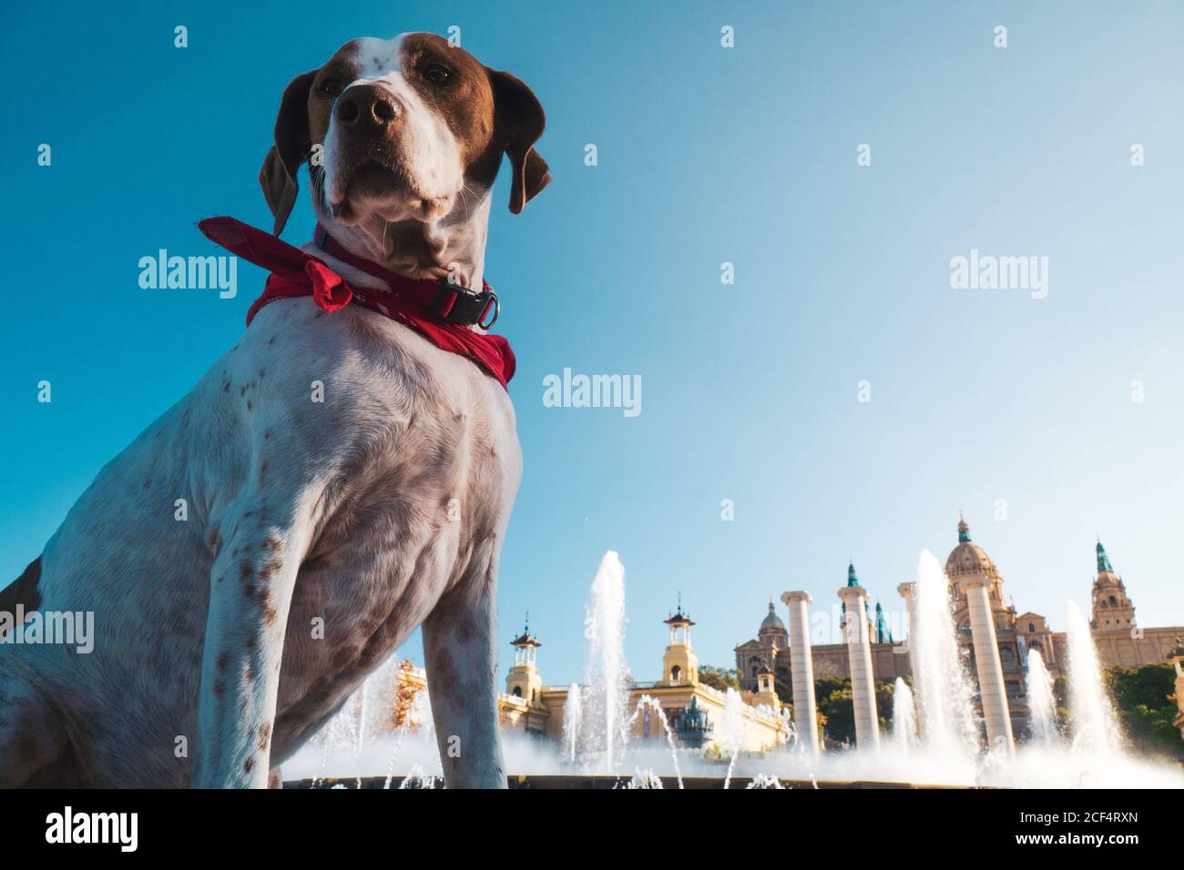 Von unten niedlichen weißen Hund mit einem Schal um seine Hals sitzt auf der Straße mit Schloss und Brunnen auf Der Hintergrund Stockfoto