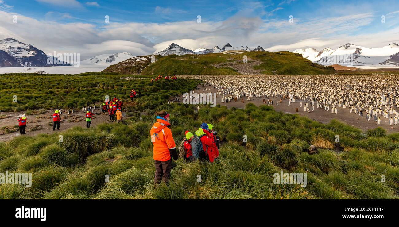 Reisende sehen eine Königspinguinkolonie auf der Südgeorgien-Insel Stockfoto