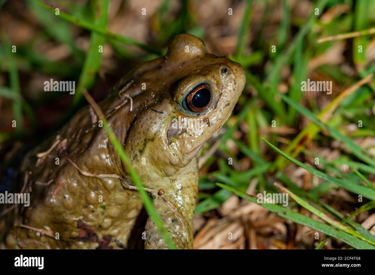 Nahaufnahme der Kröte in Highland Experimental Farm, National Taiwan University in Taiwan Stockfoto