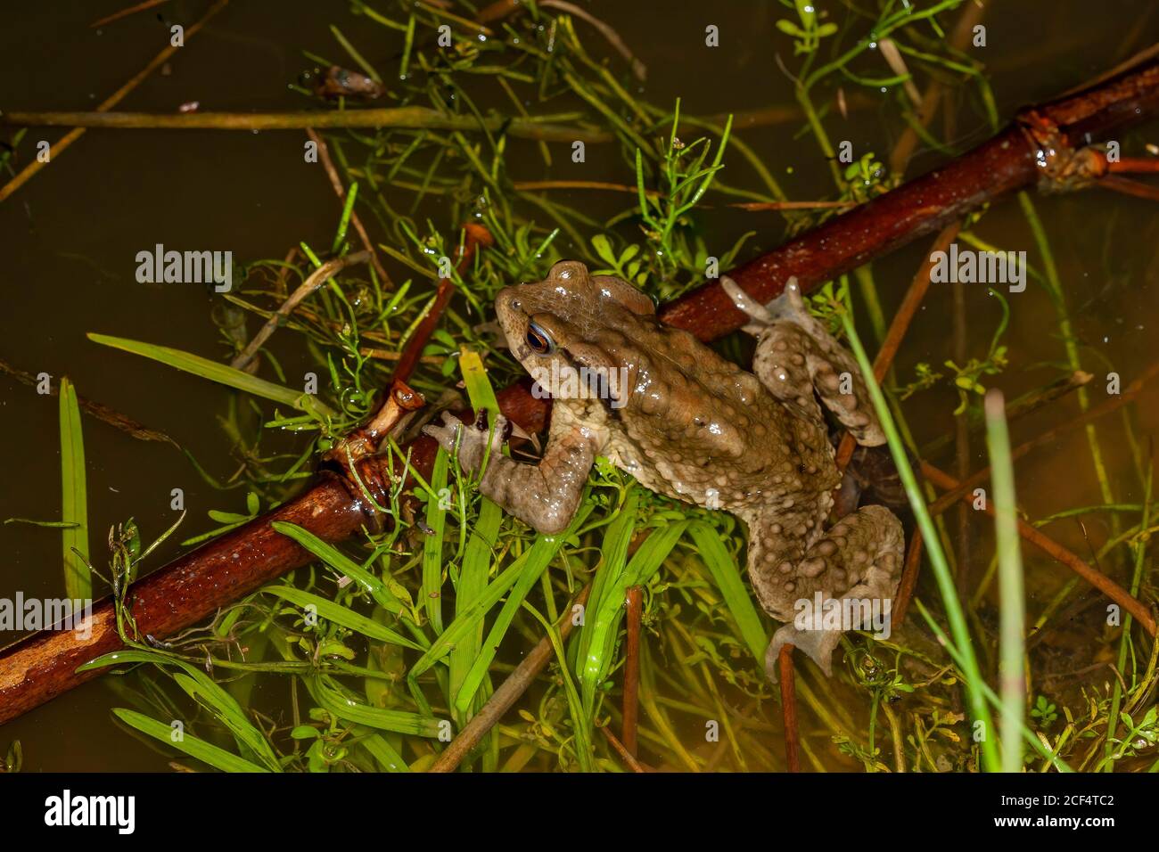 Nahaufnahme der Kröte in Highland Experimental Farm, National Taiwan University in Taiwan Stockfoto