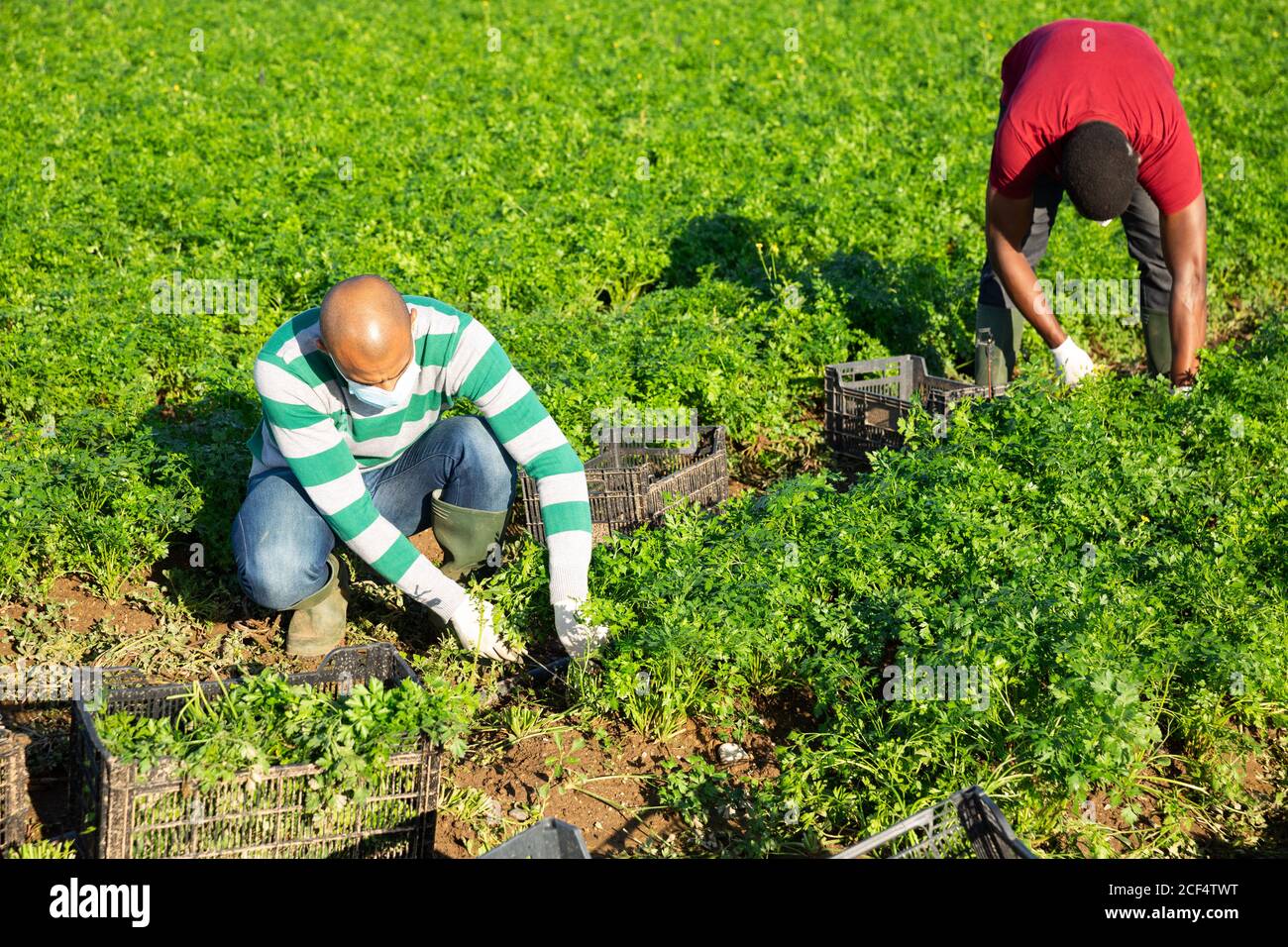 Zwei fokussierte männliche Saisonarbeiter tragen Gesichtsmasken sammeln Ernte Von Bio-Petersilie auf dem Feld Stockfoto