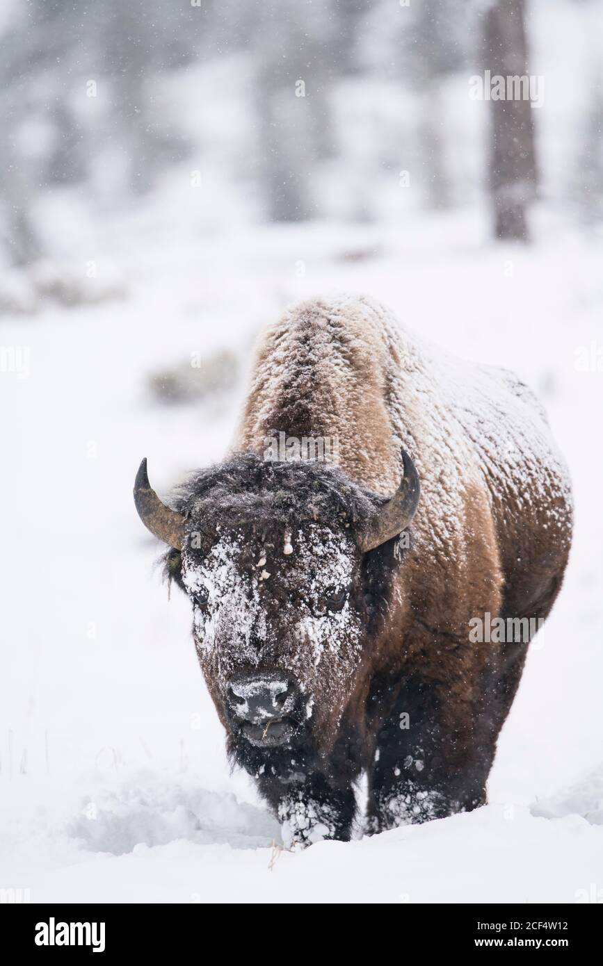 Bullen Bison im Schnee Stockfoto