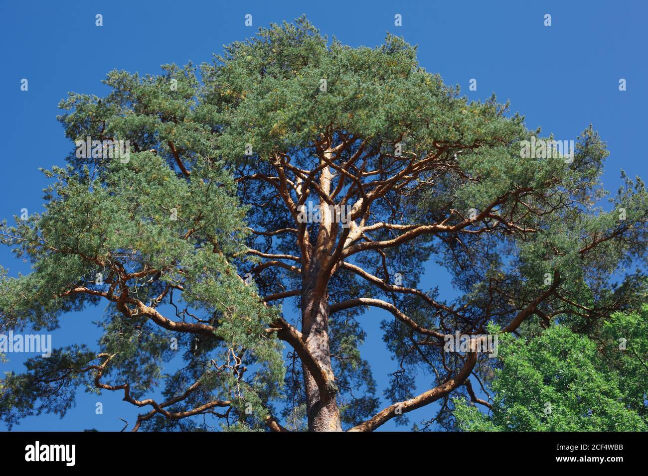 Spitze des Baumes von unten, riesige karelien im Kontrast Sonnenlicht gegen blauen Himmel Stockfoto