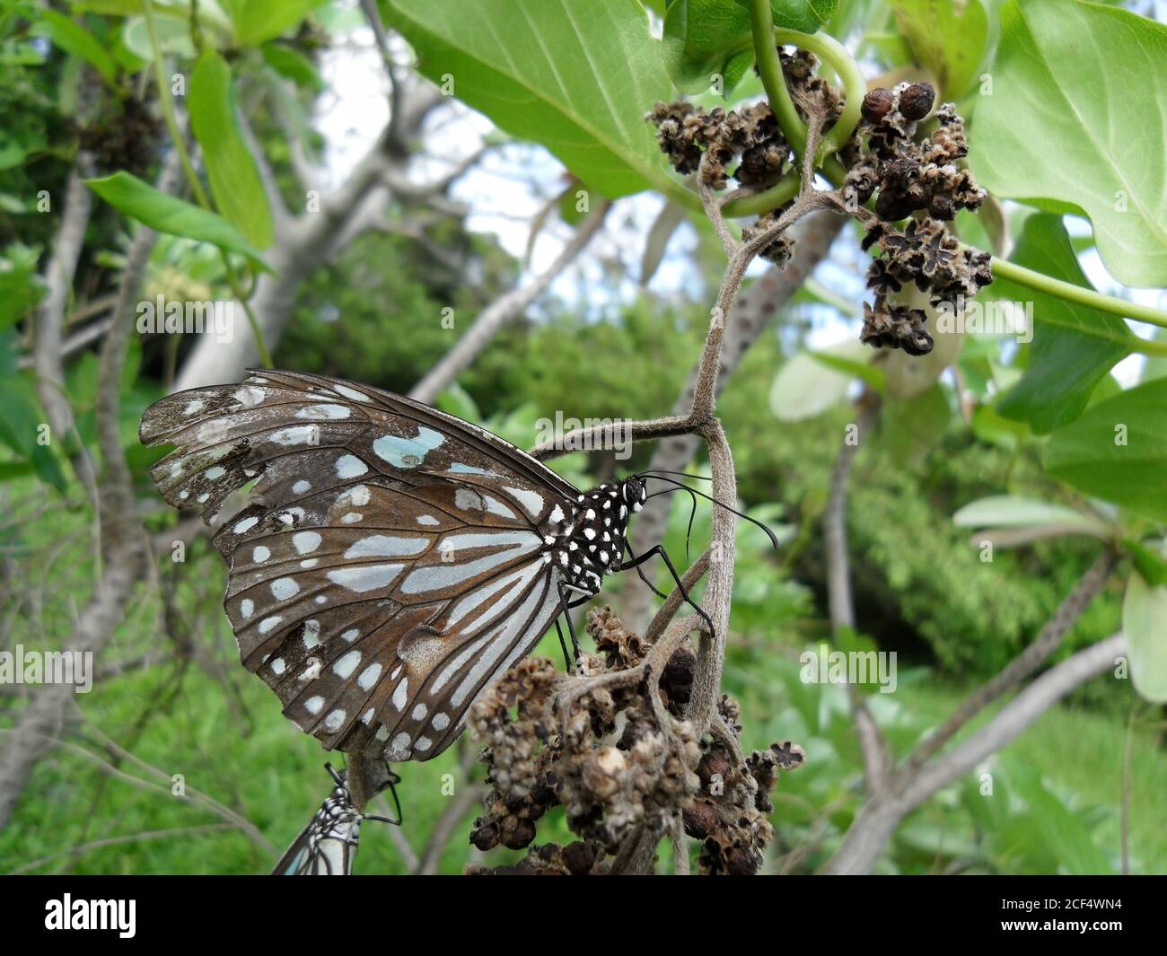 Nahaufnahme des dunkelblauen Tiger-Schmetterlings in Kenting, Taiwan Stockfoto