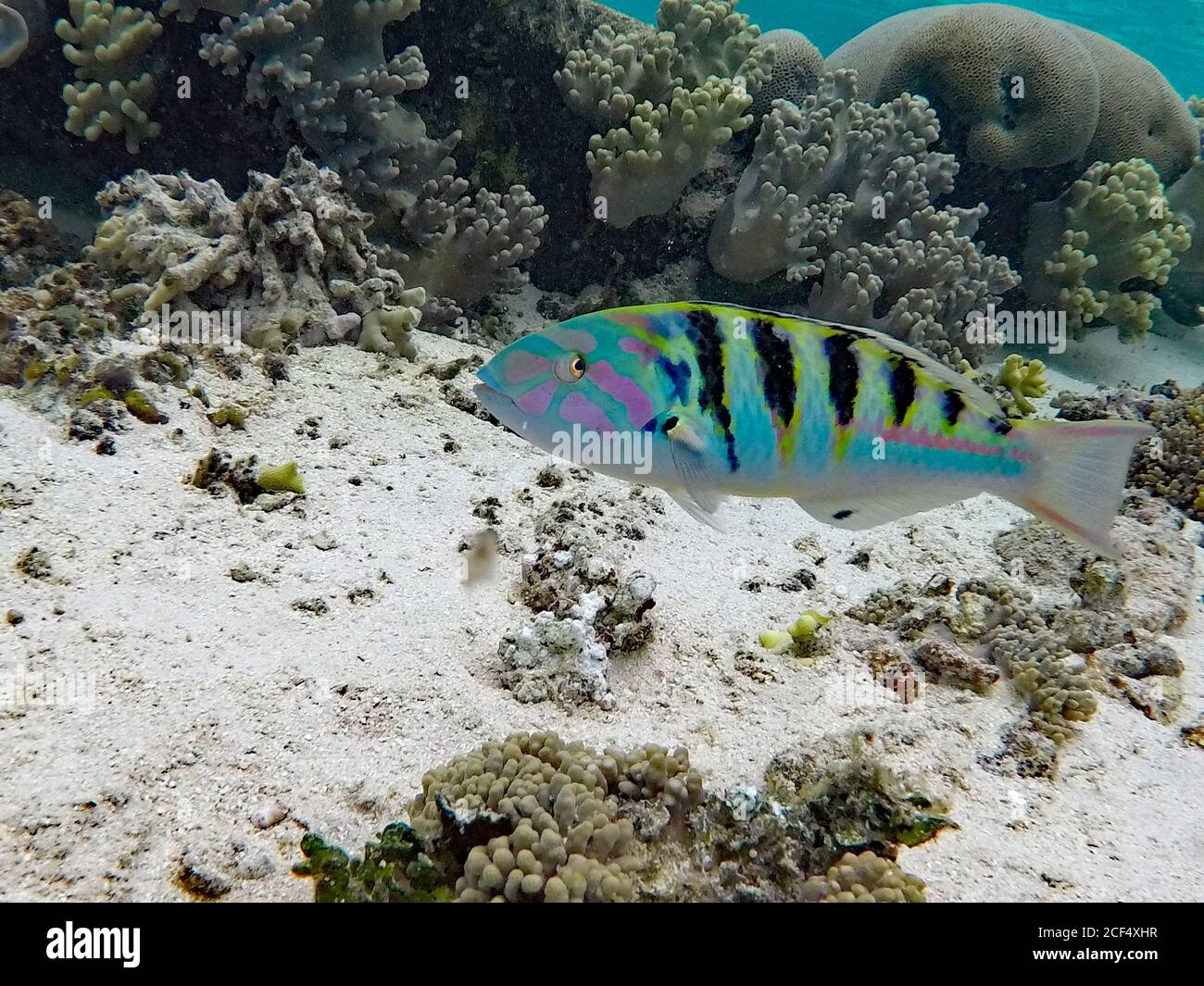 Ein farbenfroher Sixbar Wrasse (Thalassoma hardwicke) schwimmt um ein Korallenriff im Wasser rund um Mystery Island, Vanuatu im Südpazifik Stockfoto