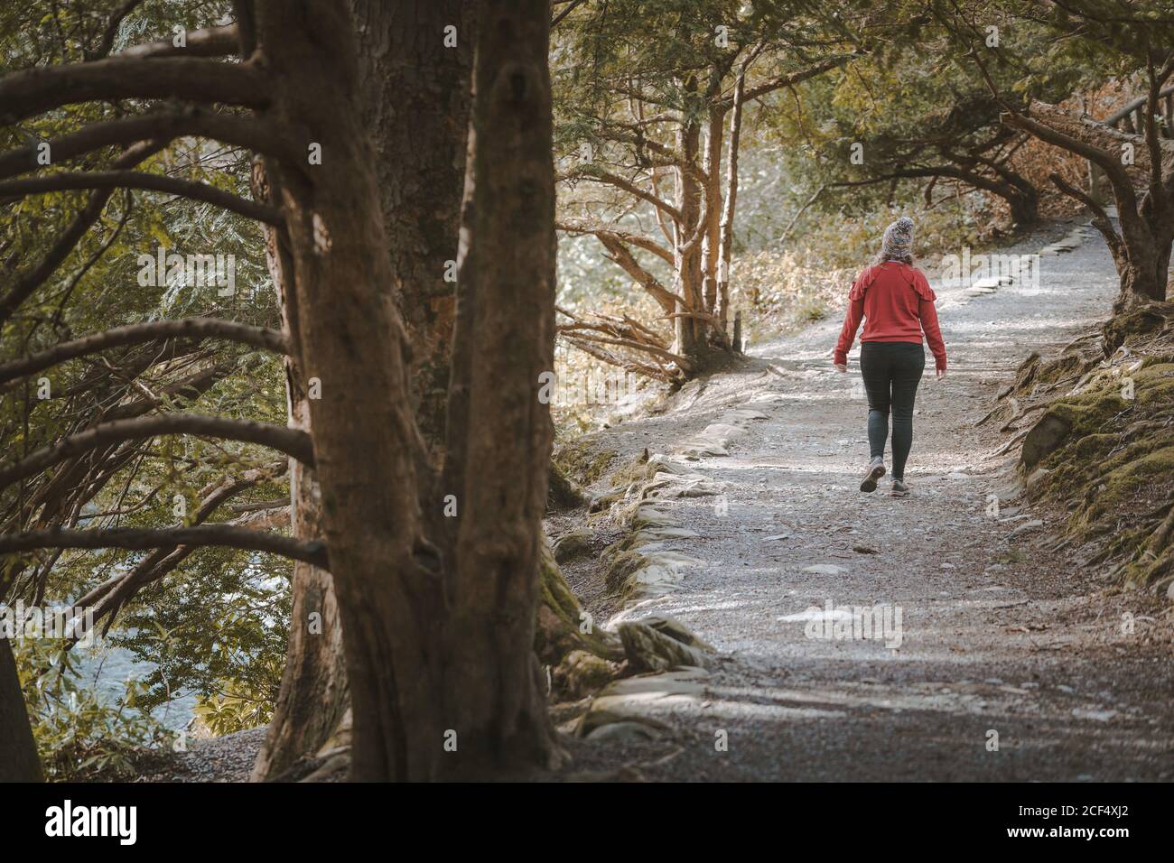 Rückansicht einer anonymen Reisenden Frau in warmer Jacke, die im Frühling im Wald unterwegs ist, während sie den Tollymore Forest Park in Nordirland besucht Stockfoto