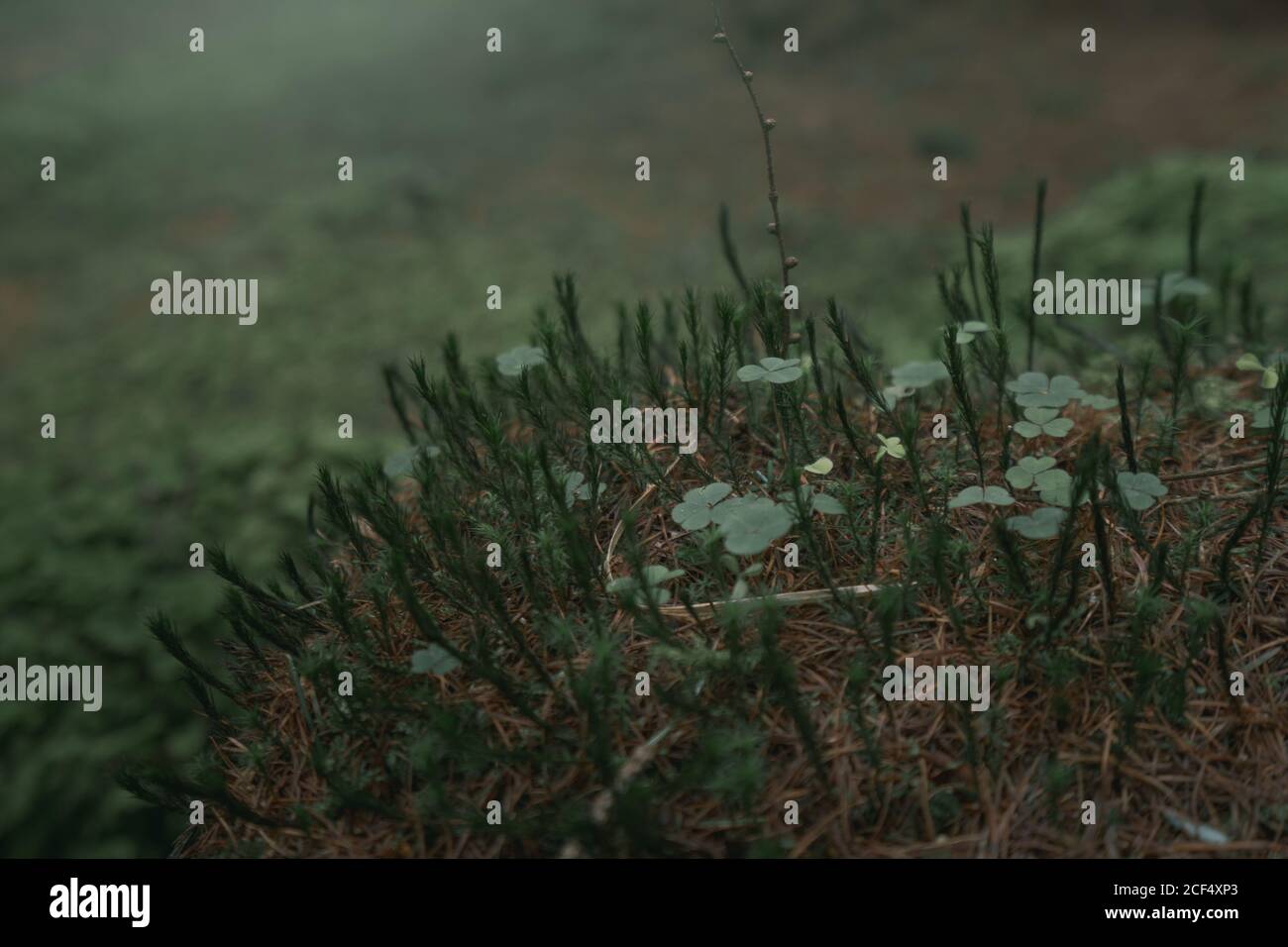 Junge grüne Sprossen von Klee und Schachtelhalm Pflanzen wachsen auf Brauner Bummock im Waldpark im Frühjahr in Nordirland Stockfoto