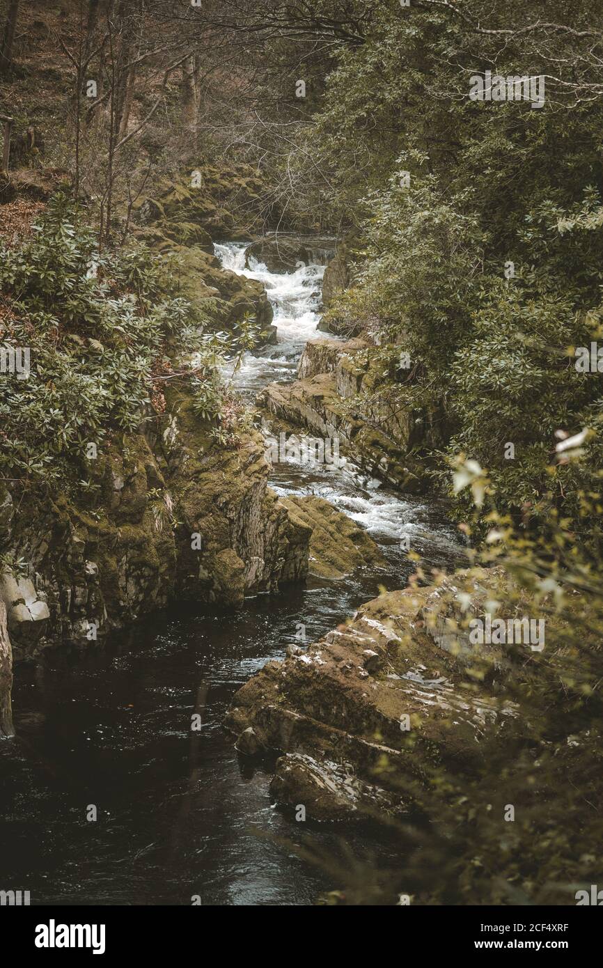 Frühlingslandschaft von Waldpark mit kleinen tobenden Fluss fließt Zwischen alten Bäumen und Steinen bedeckt mit Moos im Norden Irland Stockfoto