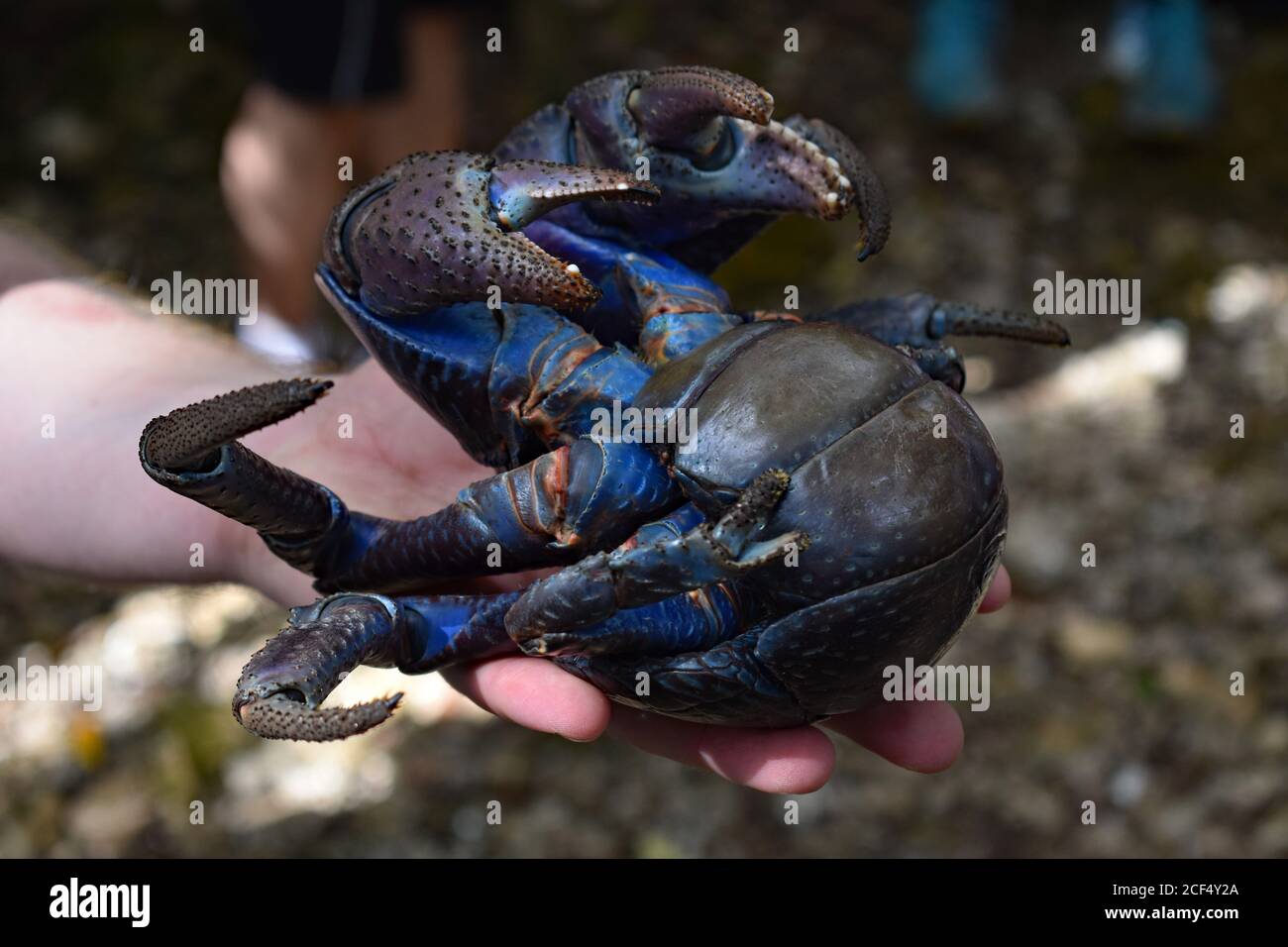 Eine Kokoskrabbe (Birgus latro) wird gehalten. Die Krabbe hat eine leuchtend blaue und orangefarbene Unterseite mit sichtbaren Krallen. Der Arm ist absichtlich verschwommen. Stockfoto