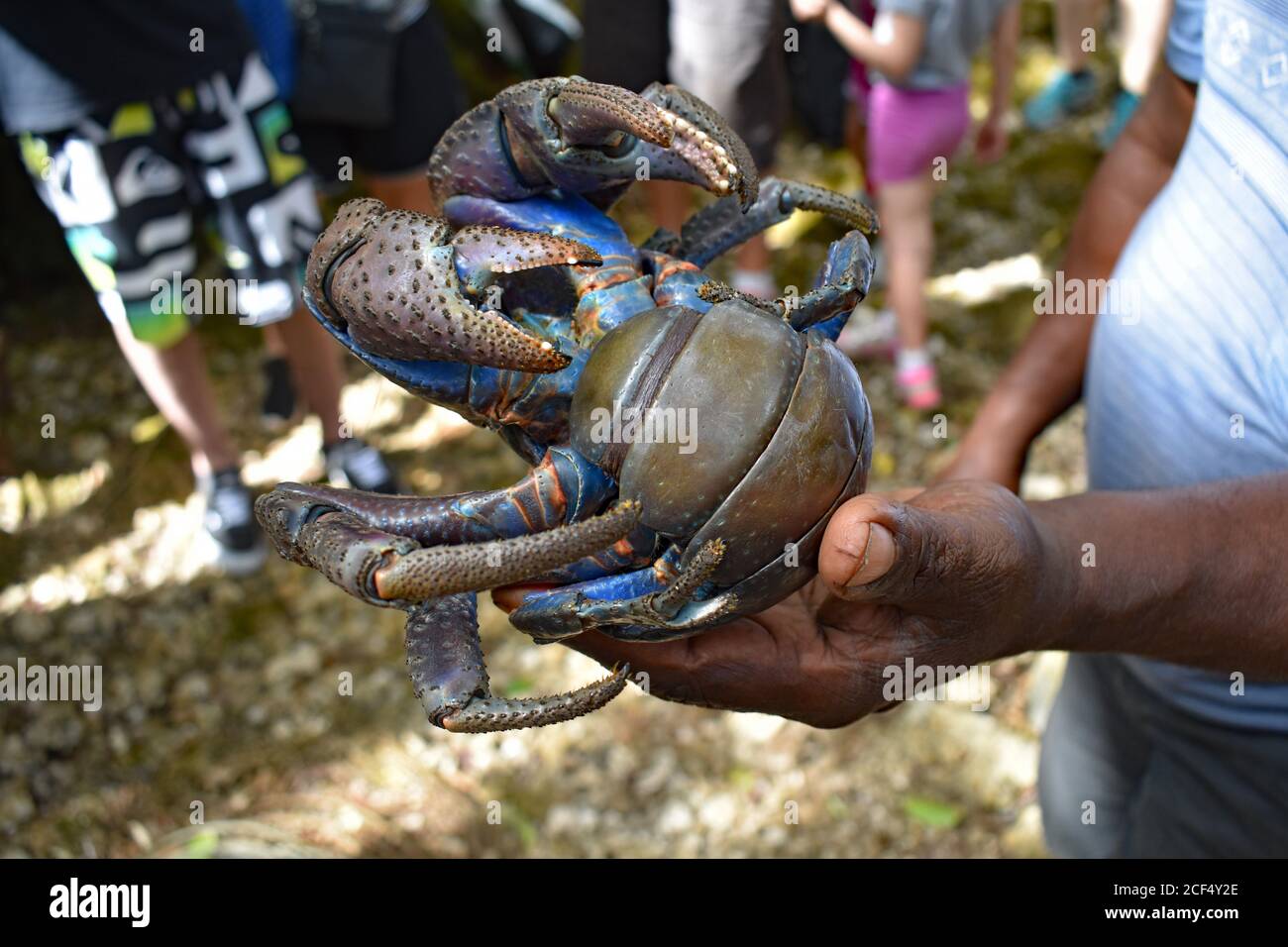 Eine Kokosnuss-Krabbe (Birgus latro), die in der Hand eines lokalen Mannes gehalten wird. Touristen überblicken die Krabbe, die eine leuchtend blaue und orangefarbene Unterseite hat. Stockfoto