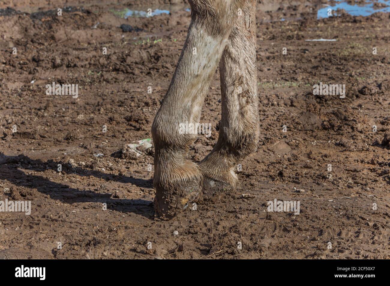 Im Schlamm Stehen Stockfotos Und Bilder Kaufen Alamy