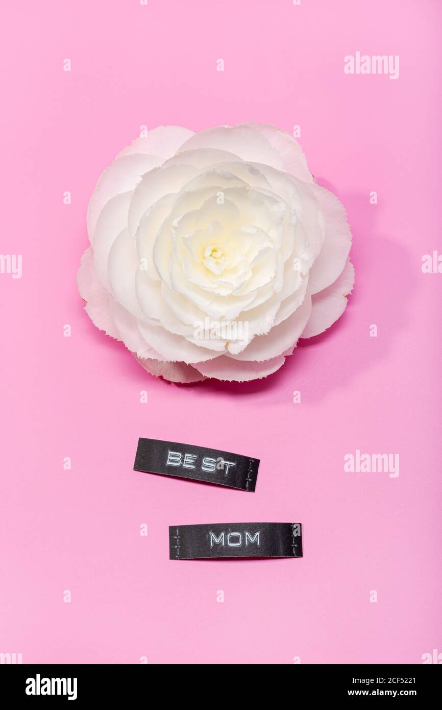 Schöne Blume isoliert auf einem rosa Hintergrund mit besten Mama Label. Muttertagskonzept Stockfoto