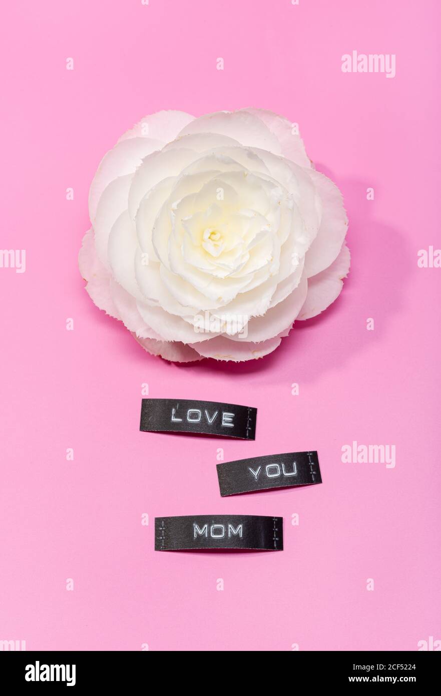 Schöne Blume isoliert auf einem rosa Hintergrund mit Liebe Sie Mama Label. Muttertagskonzept Stockfoto