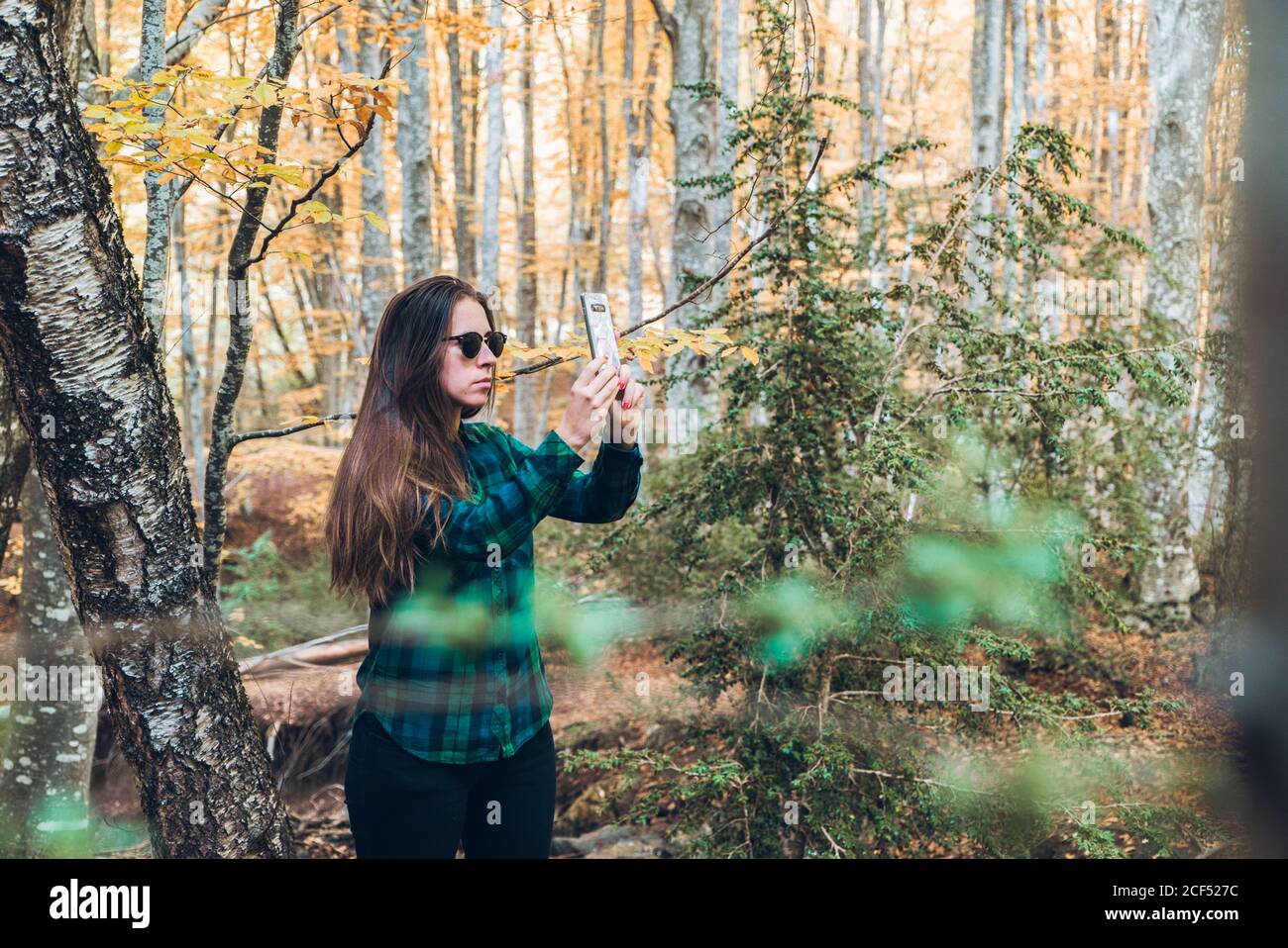 Frau im Karomusterhemd, die Herbstbäume fotografiert Handy mit Holz auf verschwommenem Hintergrund Stockfoto