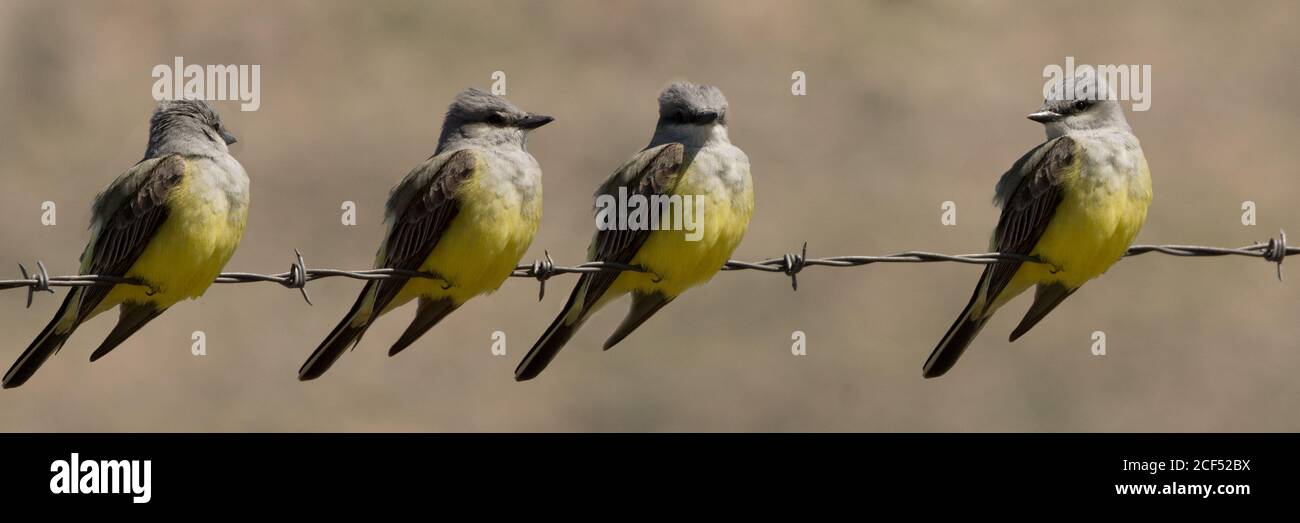 4 Westliche Kingbirds Stockfoto