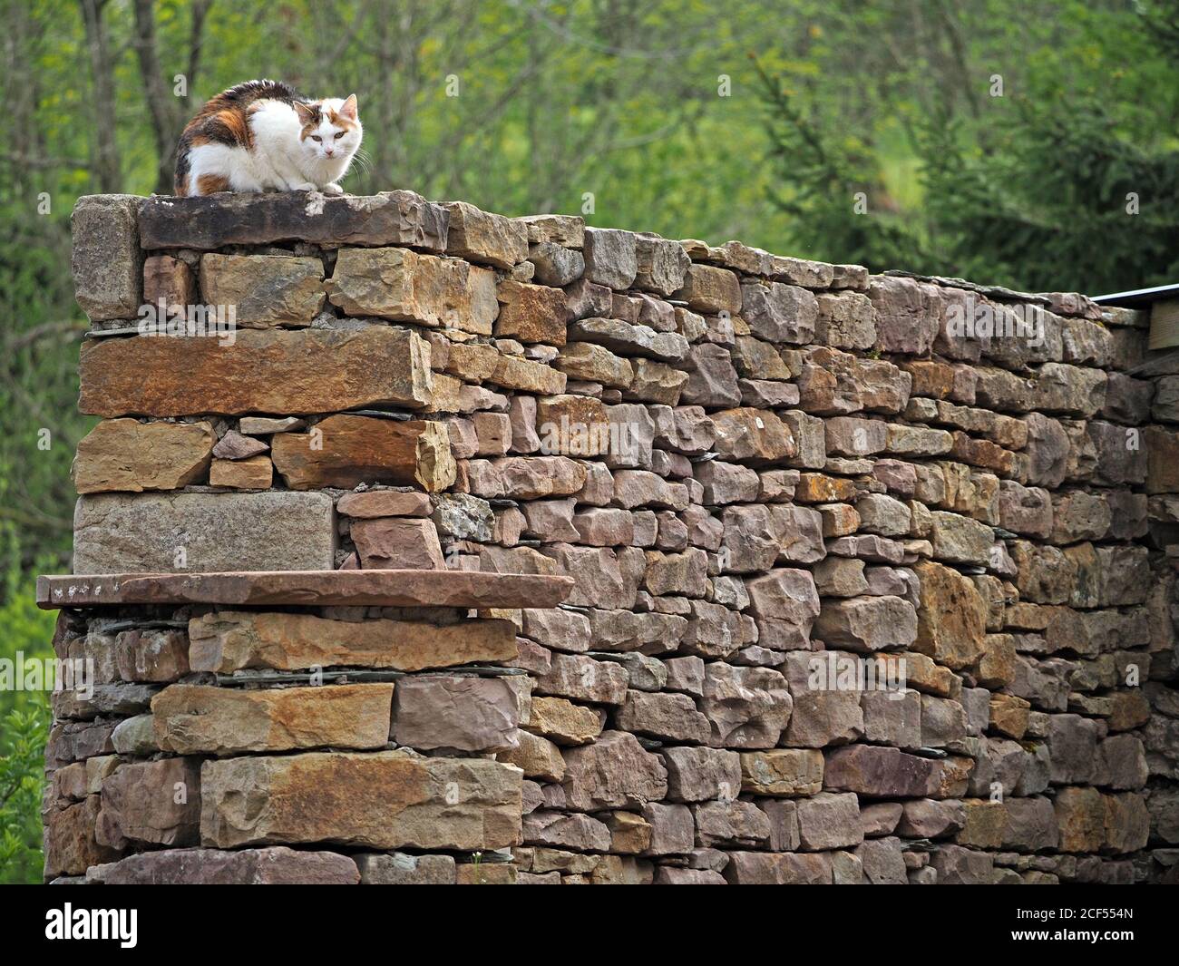 White & Ingwer starren Katze sitzt hoch auf einer traditionellen Kalkstein Trockensteinwand mit Waldbelaub im Hintergrund in Cumbria, England, Großbritannien Stockfoto