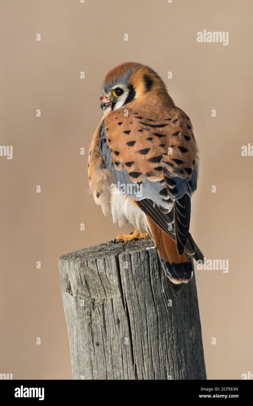 Amerikanischen Falken Stockfoto