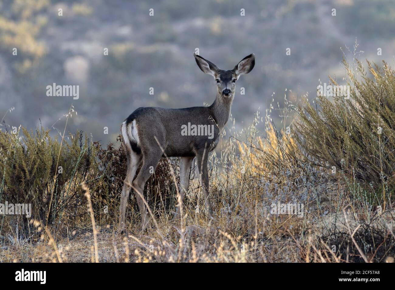 Young Mule Deer im Rocky Peak Park in den Santa Susana Mountains zwischen Los Angeles und Simi Valley, Kalifornien. Stockfoto