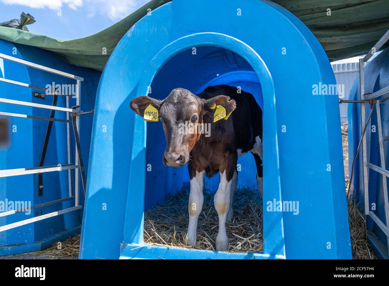 Junge süße Kalb auf Milchviehhof in blauen Kunststoff-Box-Haus. Stockfoto