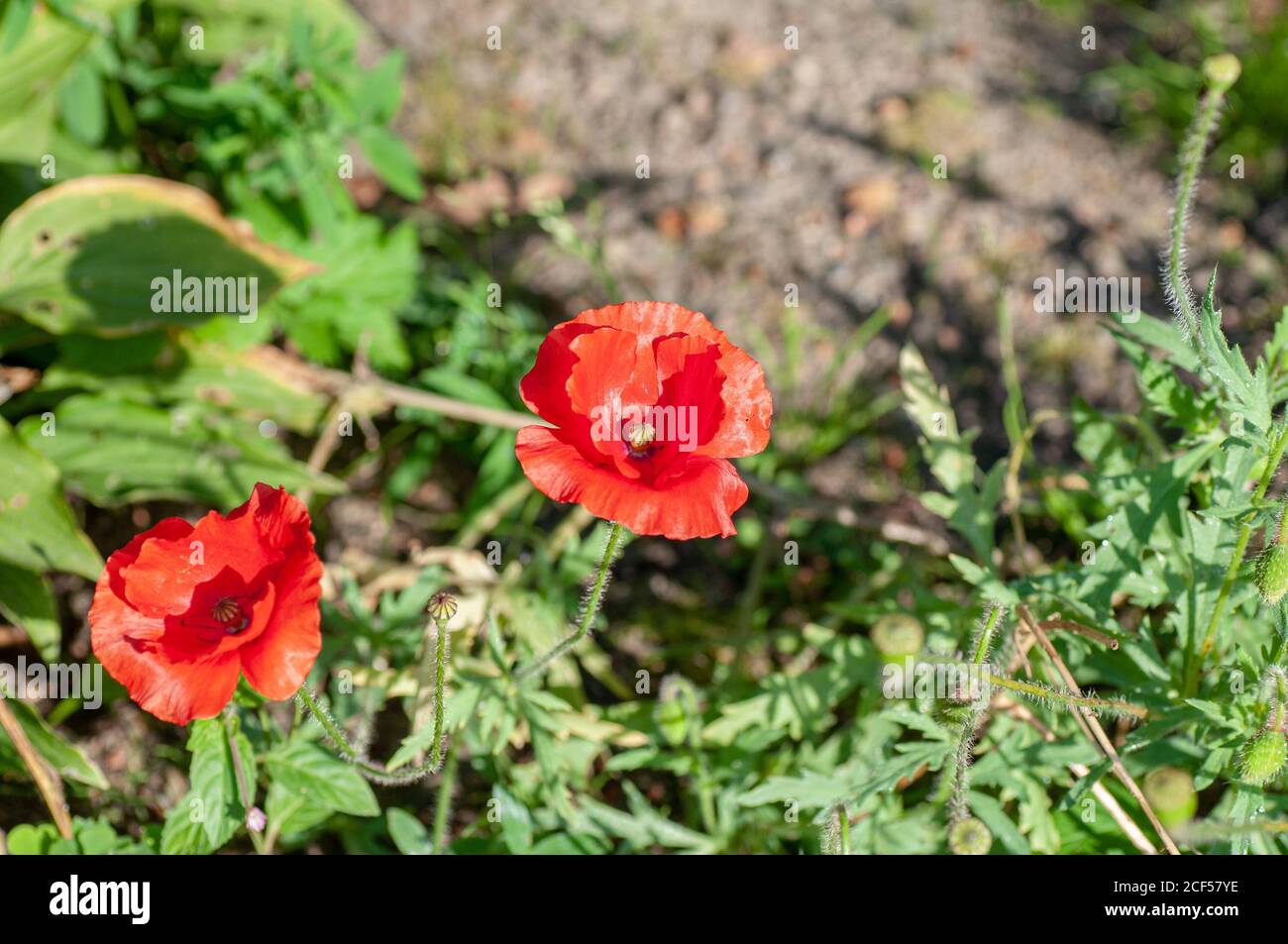 Zwei rote Mohnblumen auf dem grünen Hintergrund im Garten. Botanische Makrofotografie zur Illustration von roten Mohnblumen Stockfoto