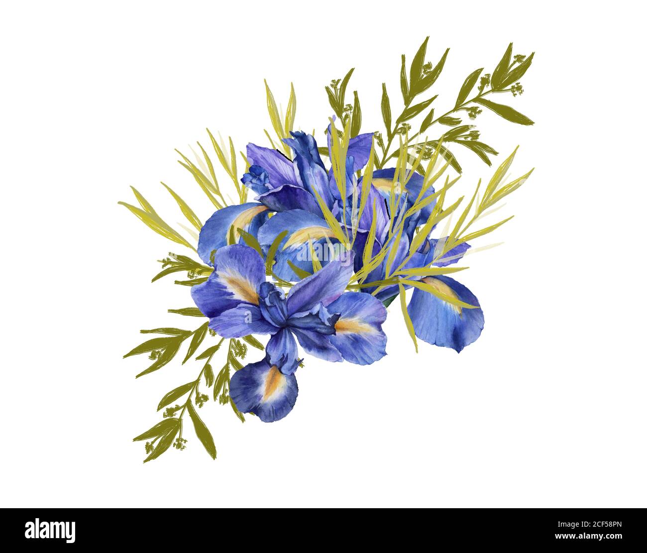 Iris flower drawing Fotos und Bildmaterial in hoher Auflösung Alamy
