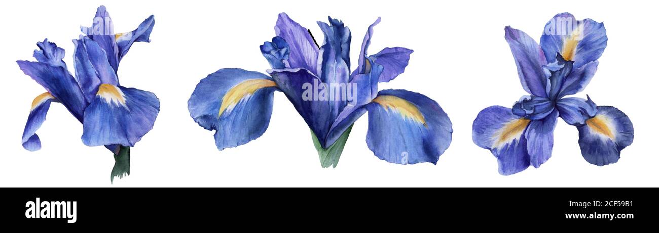 Element der Iris Blumen. Isolierte Aquarelldarstellung. Stockfoto