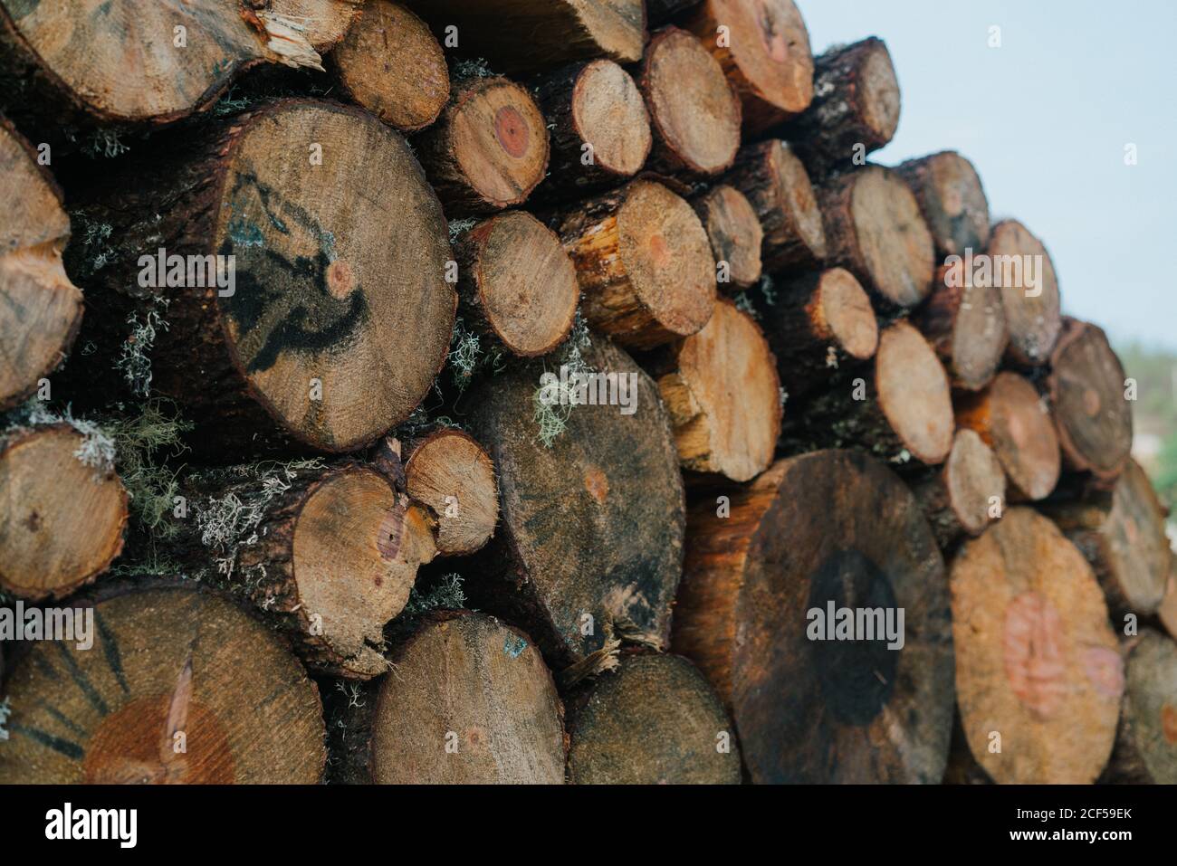 Bündel gehackte Rundstämme auf der Straße bei Tageslicht gestapelt Stockfoto