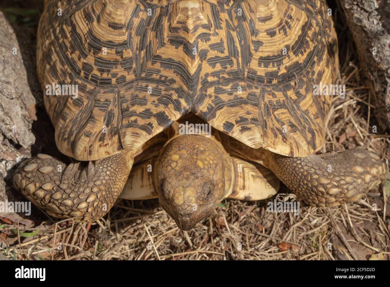 Leopardschildkröte (Stigmochelys pardalis). Dorsale Ansicht von Karapasse, Muschel, Scheulen, Wachstumsringen, Markierungen, Vorderbeinen, Kopf, aber kein Nackenschrubbe Stockfoto