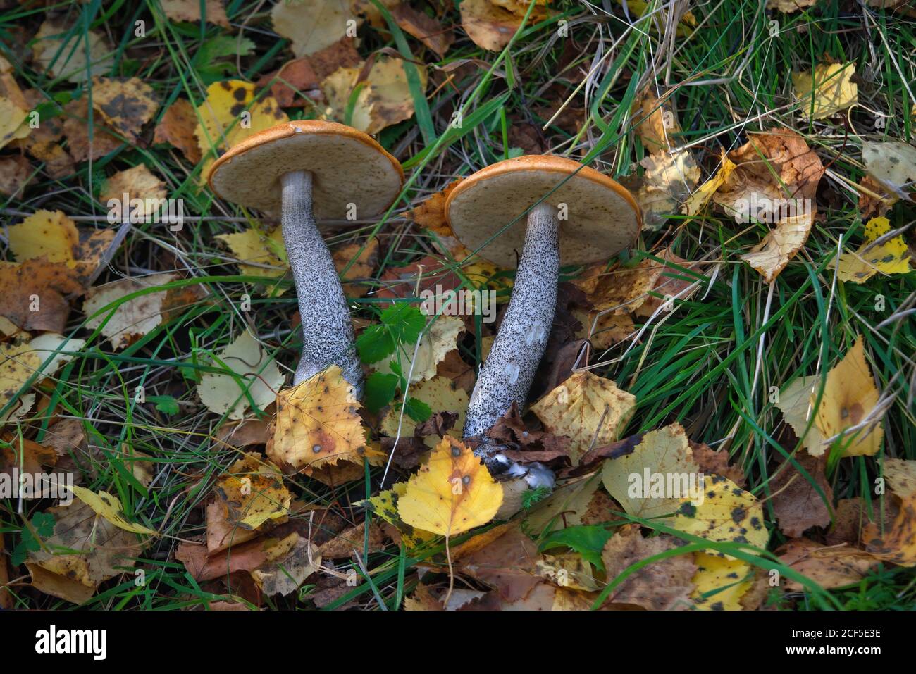 Essbarer Pilz Leccinum aurantiacum mit orangen Kappen. Stockfoto