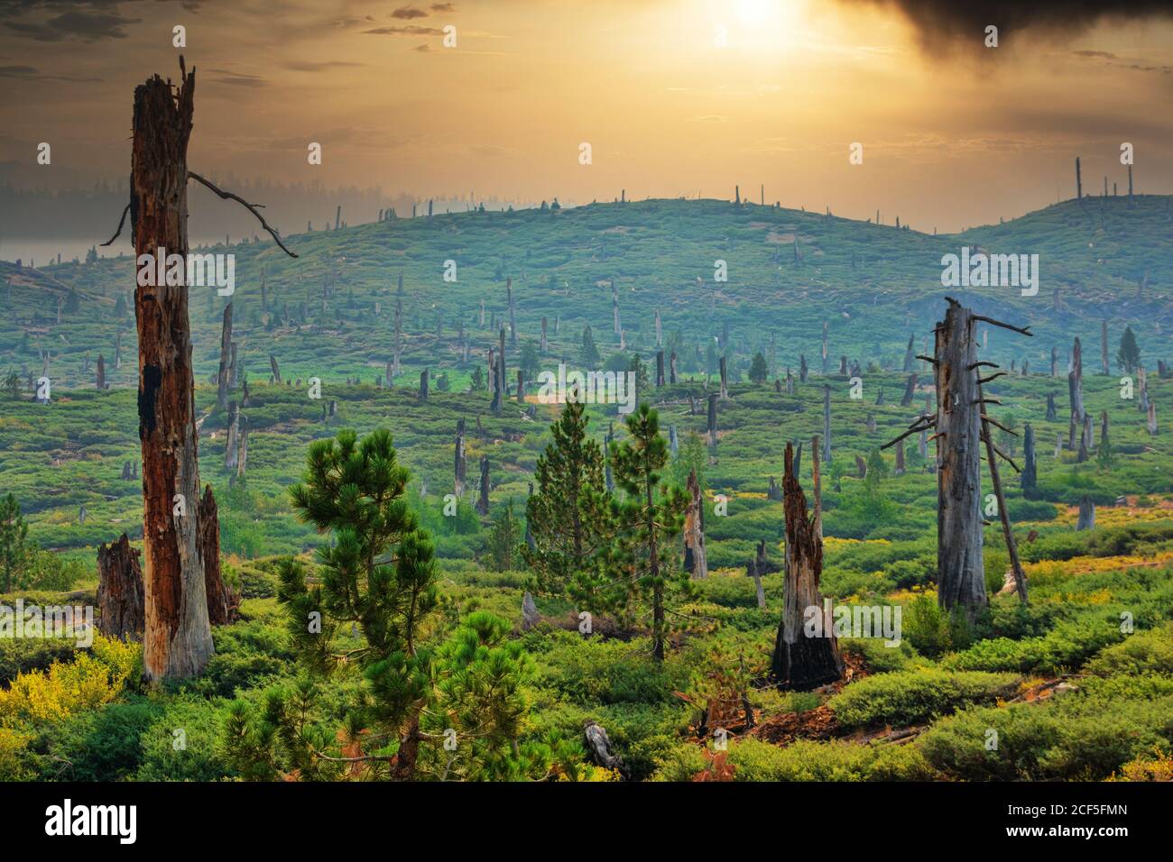Waldsanierung und wieder wachsen mehrere Jahre nach einem Waldbrand. Dramatischer Sonnenuntergang über grünen Hügeln mit Sträuchern und jungen Bäumen zwischen de bedeckt Stockfoto