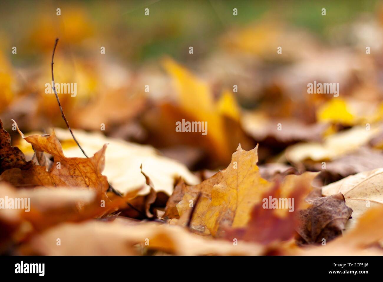 Herbstlandschaft der fallenden natürlichen gelb orange braunen Blätter Bokeh auf Bäumen. Verschwommenes Hintergrund- und Bannerkonzept mit Kopierraum Stockfoto