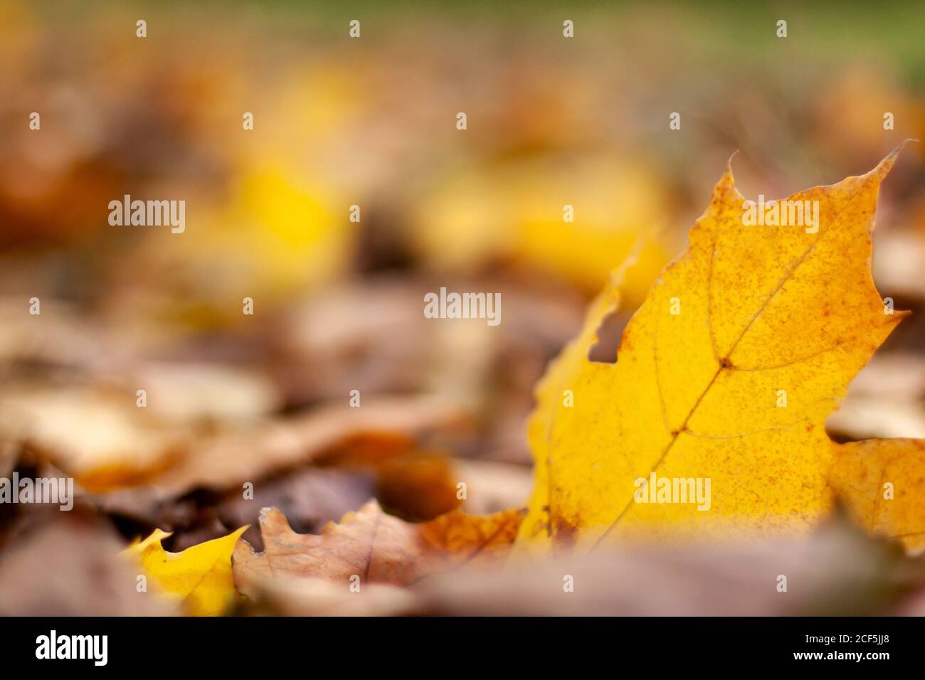 Herbstlandschaft der fallenden natürlichen gelb orange braunen Blätter Bokeh auf Bäumen. Verschwommenes Hintergrund- und Bannerkonzept mit Kopierraum Stockfoto