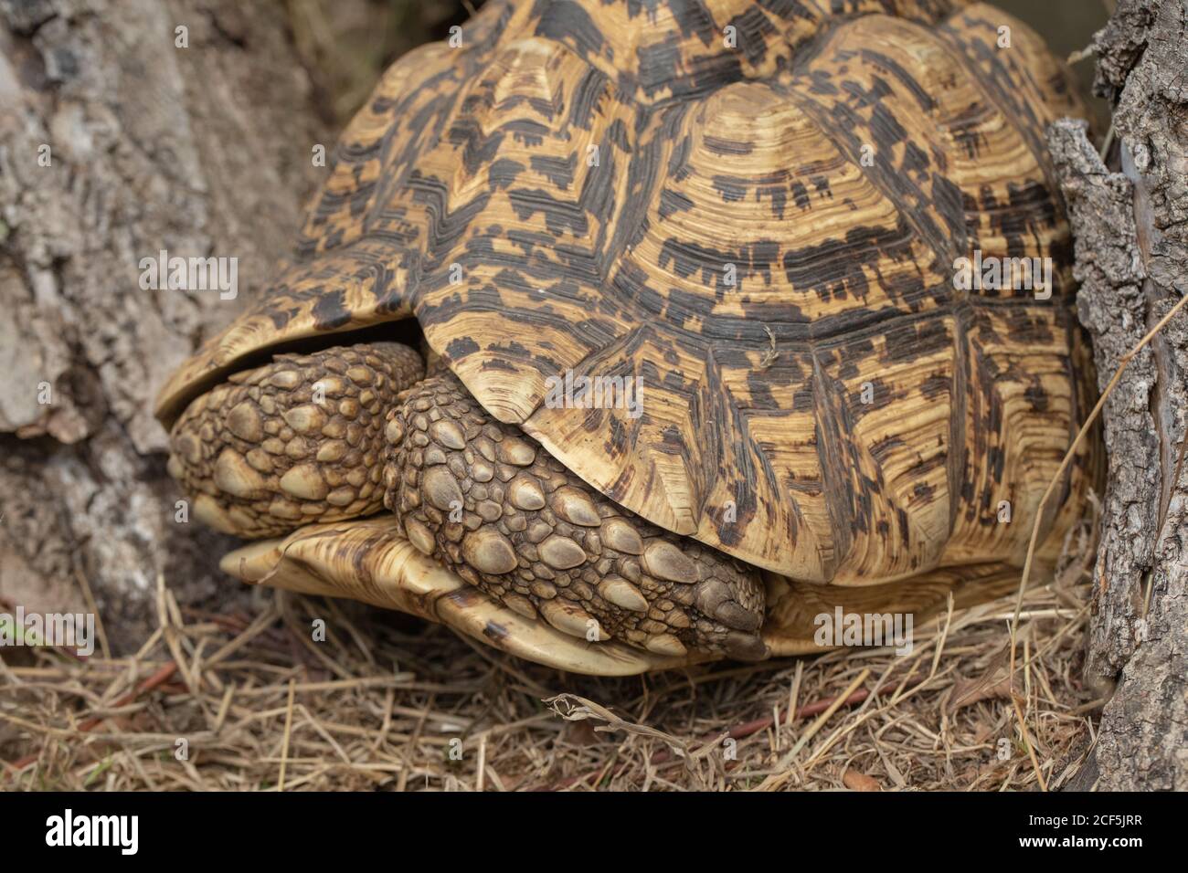 Leopardschildkröte (Stigmochelys pardalis). Kopf vollständig in die Schale zurückgezogen. Vorderbeine, mit großen Schuppen bedeckt, schützen die empfindliche Anatomie im Inneren Stockfoto