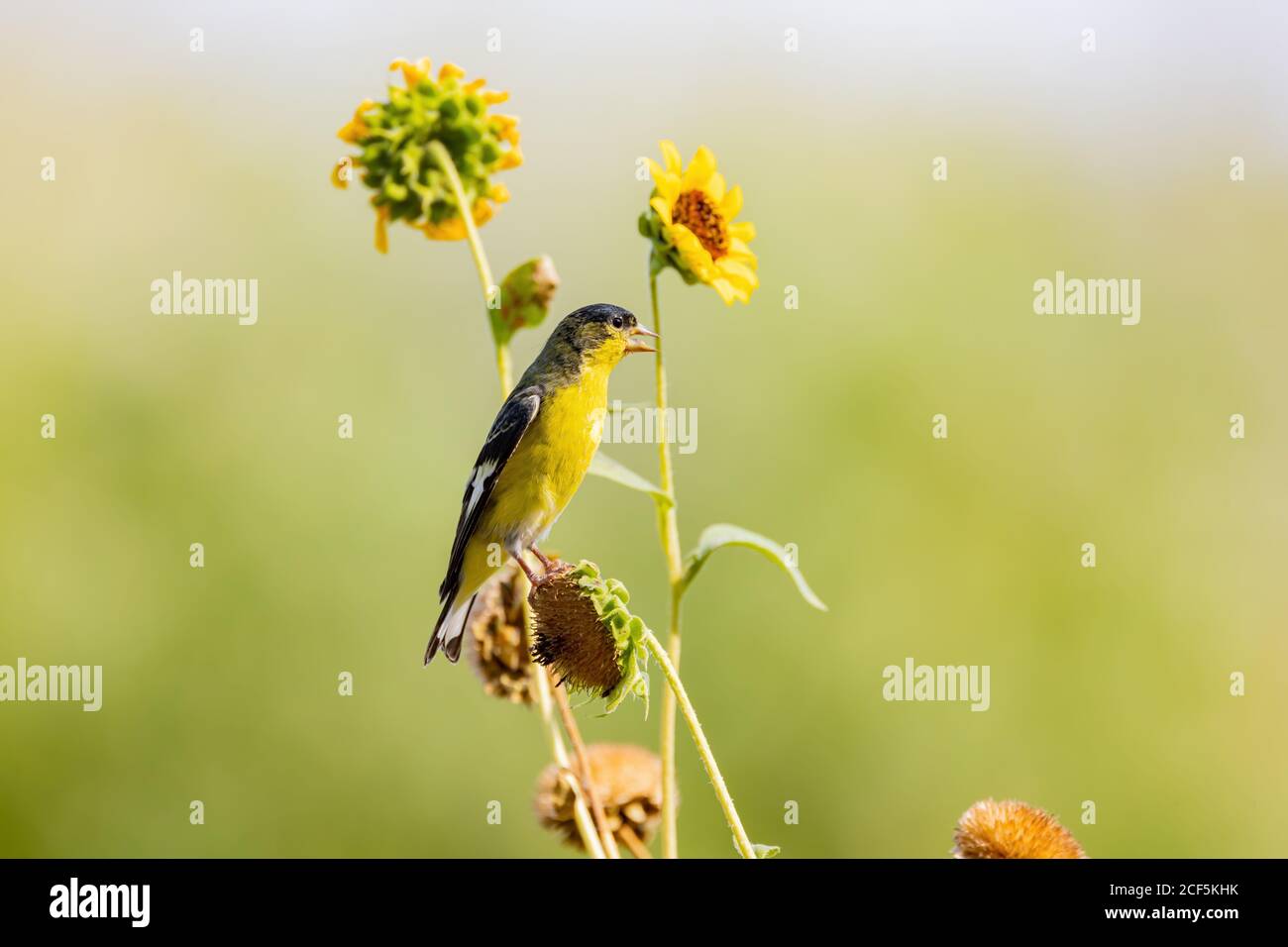 Nahaufnahme eines niedlichen Lesser-Goldfinken, der auf einer Sonnenblume im Henderson Bird Viewing Preserve, Nevada, isst Stockfoto