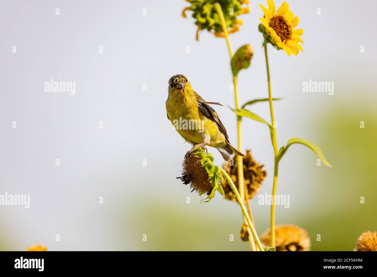 Nahaufnahme eines niedlichen Lesser-Goldfinken, der auf einer Sonnenblume im Henderson Bird Viewing Preserve, Nevada, isst Stockfoto