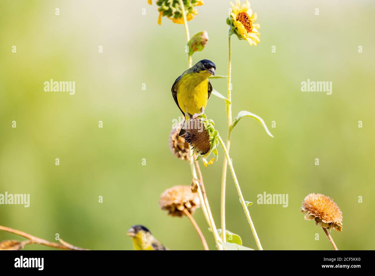 Nahaufnahme eines niedlichen Lesser-Goldfinken, der auf einer Sonnenblume im Henderson Bird Viewing Preserve, Nevada, isst Stockfoto