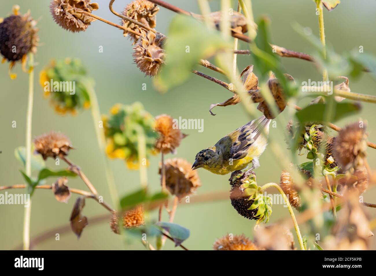Nahaufnahme eines niedlichen Lesser-Goldfinken, der auf einer Sonnenblume im Henderson Bird Viewing Preserve, Nevada, isst Stockfoto