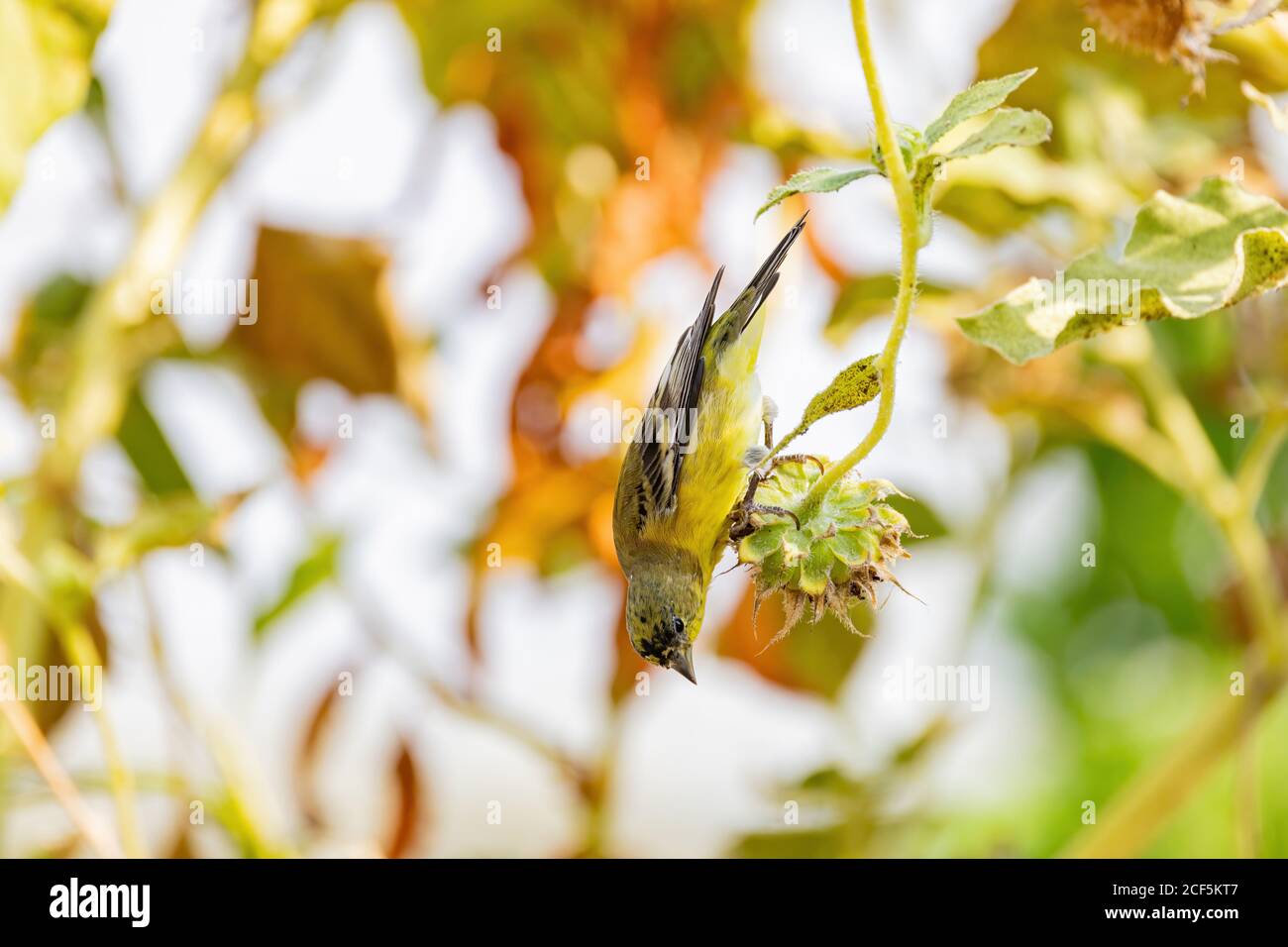 Nahaufnahme eines niedlichen Lesser-Goldfinken, der auf einer Sonnenblume im Henderson Bird Viewing Preserve, Nevada, isst Stockfoto