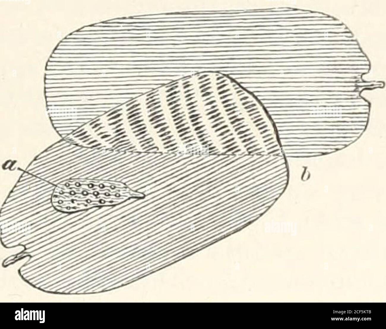 . Das Mikroskop und seine Enthüllungen. M zu diesem Objekt (Abb. 724, «). Diese Skalen, die in themales von mehreren Gattungen der Familie Lyccenidce vorkommen und eine konsiderable Formvielfalt vorliegen1, sind durch schmale Längsrippen gekennzeichnet, die sich in Abständen in gerundete oder ovalelevations auszudehnen scheinen, die den Skalen eine punktierte Erscheinung geben (Fig. 725) ; atthe unteren Teil der Skala, jedoch, diese Punkte wollen.Dr. Anthony beschreibt und stellt sie als erhöhte Körper dar, die etwas dummen Glocken oder Hemdknollen ähneln, entlang der Rippen reichten und von der allgemeinen Oberfläche abhoben.2 OTH Stockfoto