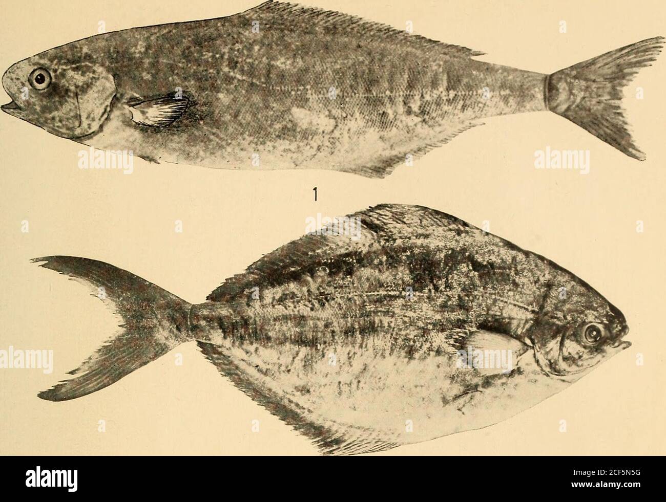 . Annals of the South African Museum = Annale van die Suid-Afrikaanse Museum. Etania. Gilchrist und von Bonde behalten Pappes Namen, und pflegen thatthe Cape Form unterscheidet sich erheblich von den meisten der Beschreibungen der Mittelmeer-Fiatola. Sie geben jedoch nicht an, was die Unterschiede sind. Alle von mir untersuchten Exemplare stimmen mit der Beschreibung des Regensens und mit einem mediterranen Exemplar überein. Auf dem Kopf sind Nasenklotzen, aber die Wangen und Operkeln sind gut bedeckt. Diese beiden Autoren erklären auch, dass der Butter-Fisch auf die Gewässer der Südküste beschränkt ist, und, auf den Beweis Stockfoto