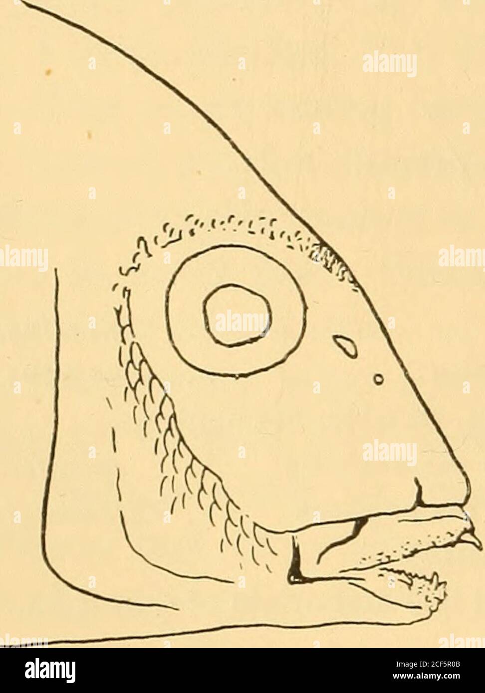 . Annals of the South African Museum = Annale van die Suid-Afrikaanse Museum. Aufl. Fisch. Kap., Hrsg. 2, S. 14.1916. Gilchrist, Mar. Biol. EEP., Bd. iii, S. 6 (Ei). Gilchrist und Thompson, Ann. Durban Mus., Bd. i, pt. 4, 1917362.191819231925, Thompson, Mar. Biol. Rep., Bd. iv, S. 88. Von Bonde, Fisch. März Surv. Spez. Rep., i, S. 20. Fowler, Proz. Ac Nat. Sci. Philad., vol. Lxxvii, S. 237.Profil des Kopfes schräg, sanft und gleichmäßig konvex. Tiefe 2J-2J, Kopflänge 3 oder etwas weniger, Körperlänge. Auge 3J-4 in Kopflänge, 1J-1J in Schnauze, subequale Tointerorbitale Breite, größer als (y Stockfoto