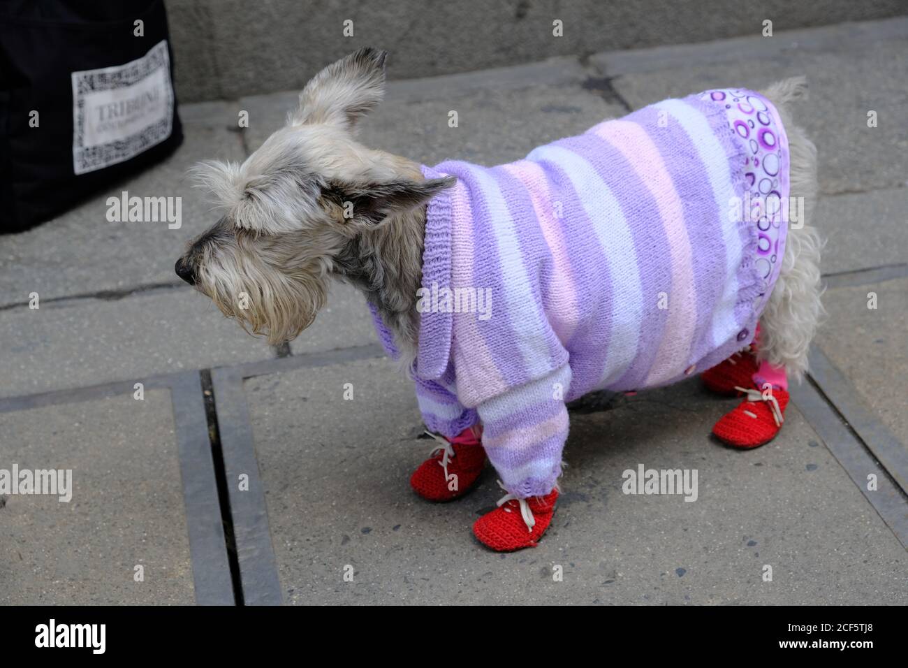 Bolivien La Paz - Fox Terrier mit Kleidung und Schuhen Stockfoto