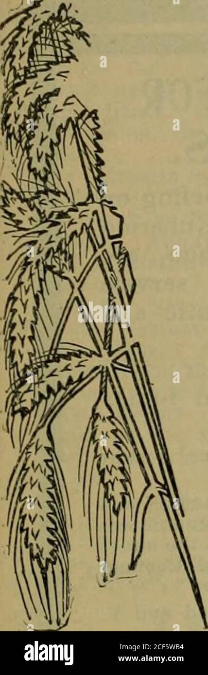 . Der südliche Blumentopf. FeadyForHarvest. , große Eimer Milch und dann auf der letzten momeot einen kleinen Teil Sie gehört haben, ot die Kuh, die gibt^whlYaWr^^arwhiwBluternte von Getreide und dann die Hälfte Ernten.t7Sie würde nicht die Hälfte Ihrer Ernte zu verschwenden.OT natürlich nicht.aber warum Verschwendung einer davon?Warum nicht alles bekommen?wie die Bovs sagen. Jeder kleine Teil hilft. Jedes kleine bisschen verschwendet, zählt und zählt gegen Sie und Ihre Profite.als vernünftiger Bauer, können Sie sich nicht leisten, Ernte Zeit, ohne dafür zu sorgen, dass Sie bereit sind, für sie in der Minute, dass Ihr Getreide bereit ist. Sie können es sich nicht leisten, sich auf eine Ernte m verlassen Stockfoto