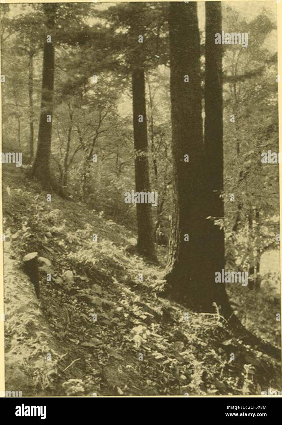 . Der Turm, 1921. Natürlich, hier gehurrt? – folgte den Spuren und – wer war da? – lächelte ich, wer. u als nächstes kam ein Blick vom See aus gesehen – nur Bäume in wilder und primitiver Schönheit Stockfoto