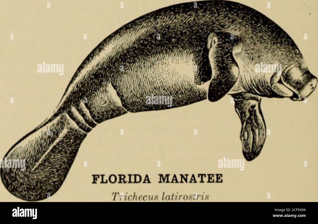 . Broschüre. HYRAX ODER DASSIE Hyrax capensis PROBOSCIDEA, Elefanten, Gegenwart und Vergangenheit. Das Tier, das zwischen seinen Augen eine Schlange für einen Arm hat.das größte der Landsäuger, das von anderen Säugetieren durch viele gut definierte Zeichen unterschieden wird, Größe nicht beeinga Charakter.. FLORIDA MANATEETrichecus latirostrisEin Mitglied des Ordens Sirenia notierte auf der gegenüberliegenden Seite12 SIRENIA, die Seekühe, Seekühe und Dugongs. Eine antike Ordnung, die nur wenige Arten und diese breitgeteilt. Meist auf tropisches oder warmes Wasser beschränkt, obwohl eine Art, die Rytina oder Arktische Seekuh, das größte Mitglied der Gruppe, w Stockfoto