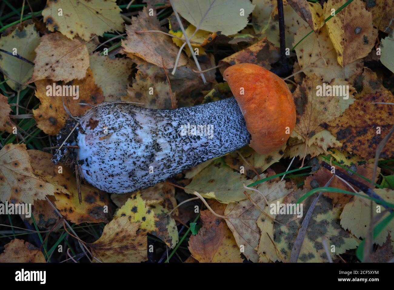 Essbarer Pilz Leccinum aurantiacum mit orangen Kappen. Stockfoto