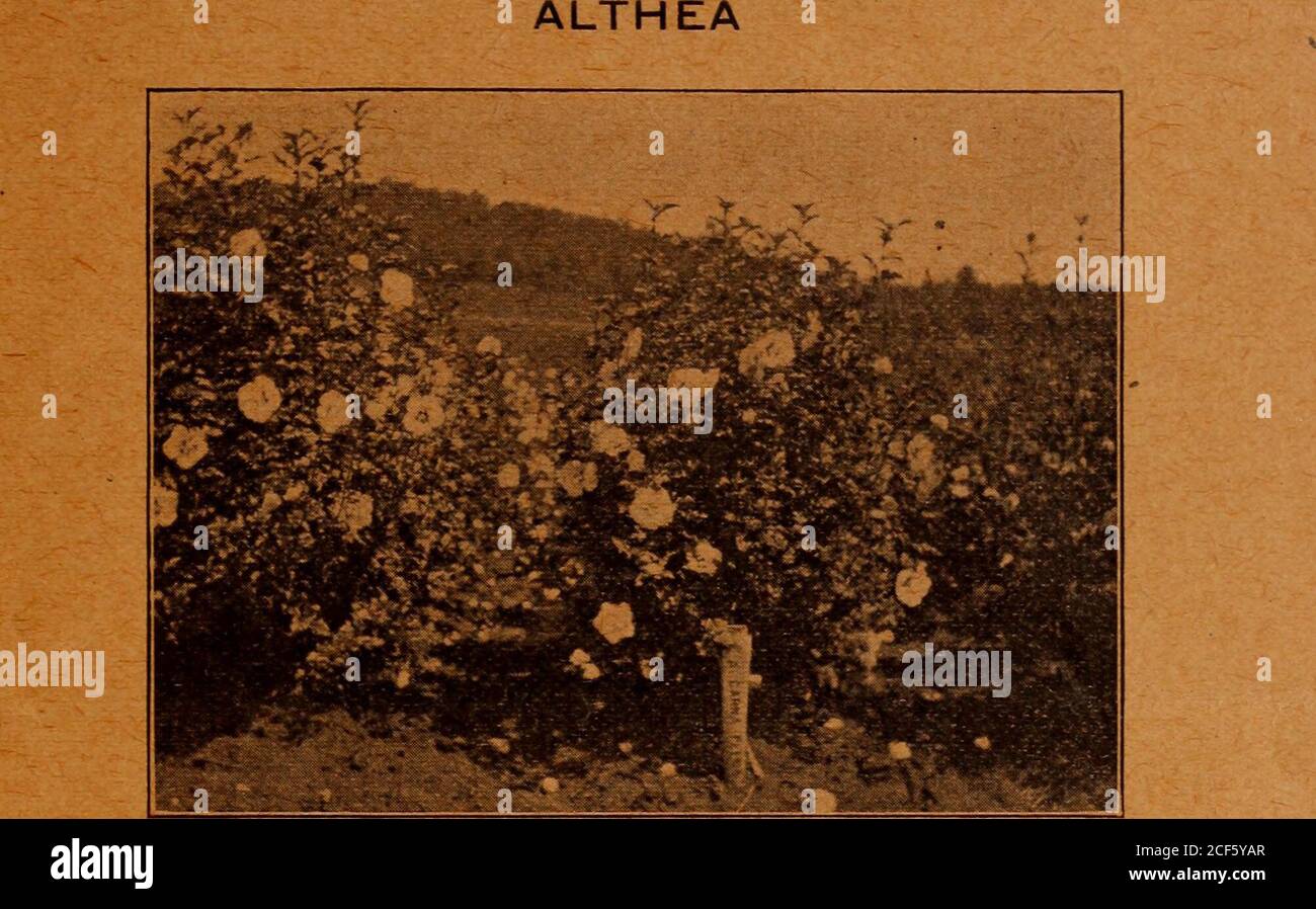 . Bulletin. Baumalthea... Althea Carnea Plena, 2 bis 3 Fuß, Buchsenform. BUSH-FORM. Zwei Jahre, sehr schön pro 1000 2 bis 3 Fuß, gut verzweigt. 80 00 18 bis 24 Zoll, gut verzweigt 50 00 12 bis 18 Zoll, gut verzweigt 30 00 für ein Jahr Verpflanzen Althea siehe Verpflanzen Stock. Admiral Dewey, Dble. Reinweiß Jeanned Arc, Dble. Reinweiß Amplissima, doppelt, rot monstrosus, halbweiß Anemonaeflorus, sehr Dble. Rose pulcherrima, halbDble. Rosig weiß Boule de Feu, Dble. Leuchtend rot Speciosa, doppelt, fleischig weiß Carnea plena, halbDble Stockfoto