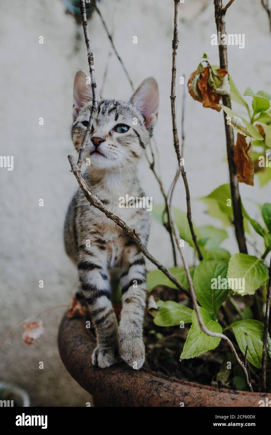 Lustige Kätzchen stehen auf Topfpflanzen Stockfoto