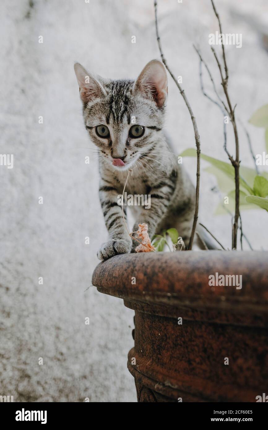 Lustige Kätzchen stehen auf Topfpflanzen Stockfoto