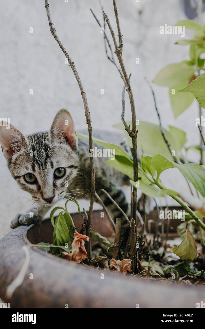 Lustige Kätzchen stehen auf Topfpflanzen Stockfoto